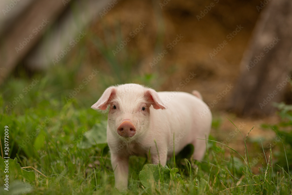 cutie and funny young pig is standing on the green grass. Happy piglet on the meadow, small piglet in the farm posing on camera on family farm. Regular day on the farm cutie and funny young pig is standing on the green grass. Happy piglet on the meadow, small piglet in the farm posing on camera on family farm. Regular day on the farm
