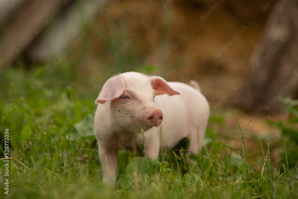 cutie and funny young pig is standing on the green grass. Happy piglet on the meadow, small piglet in the farm posing on camera on family farm. Regular day on the farm cutie and funny young pig is standing on the green grass. Happy piglet on the meadow, small piglet in the farm posing on camera on family farm. Regular day on the farm
