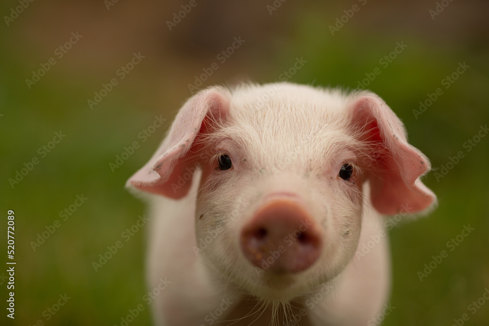 cutie and funny young pig is standing on the green grass. Happy piglet on the meadow, small piglet in the farm posing on camera on family farm. Regular day on the farm cutie and funny young pig is standing on the green grass. Happy piglet on the meadow, small piglet in the farm posing on camera on family farm. Regular day on the farm