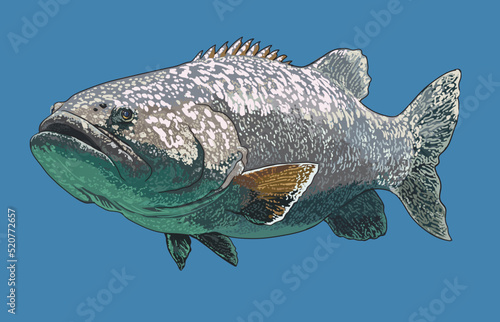 Drawing giant grouper,monster fish,art.illustration, vector