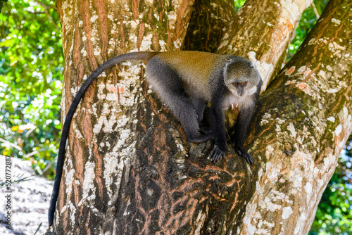 Colobus monkey at Jozani forest. Zanzibar, Tanzania