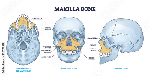 Maxilla bone detailed structure and facial skeleton anatomy outline diagram. Labeled educational scheme with medical inferior view without mandible, anterior and lateral skull view vector illustration
