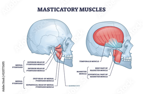 Masticatory muscles and cheek bones muscular system anatomy outline diagram. Labeled educational structure with medial pterygoid detailed medical description vector illustration. Anatomical model. photo