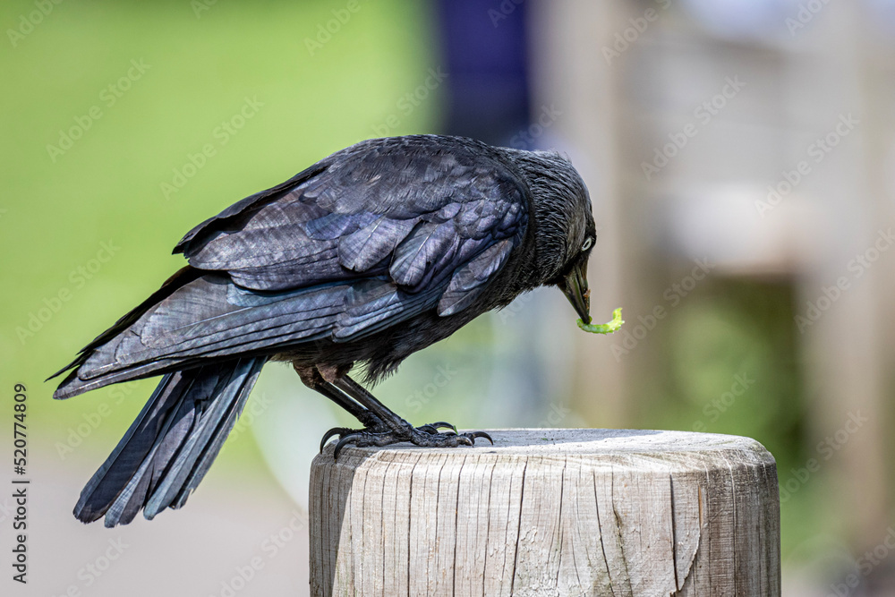 Fototapeta premium Crow eating bug