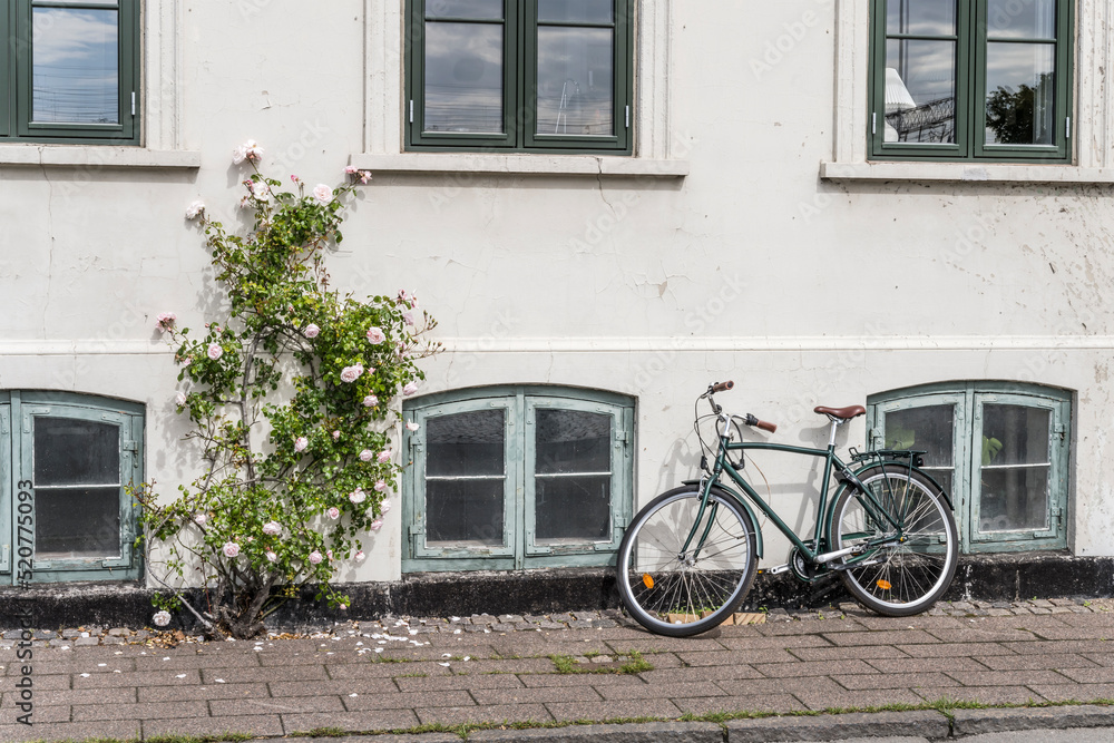 bike and rose  flowers on sidewalk in front of traditional house, Helsingor, Denmark