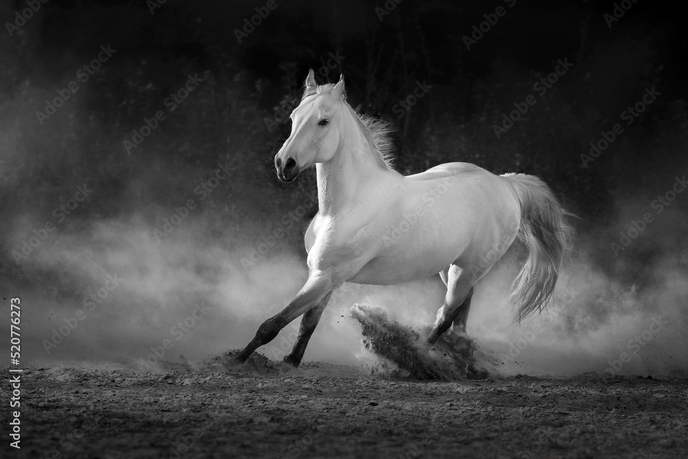 Fototapeta premium Grey arabian horse run free on desert dust. Black and white