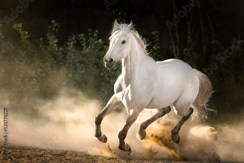White horse with long mane run in sunset desert © callipso88