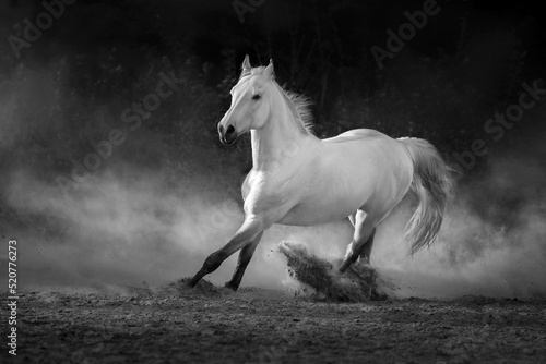 Grey arabian horse run free on desert dust. Black and white