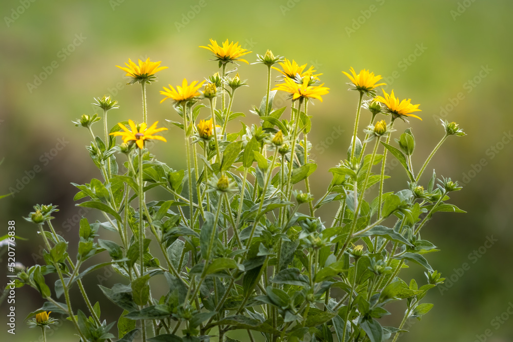 Żółte kwiaty na tle zielonej trawy - obrazy, fototapety, plakaty 