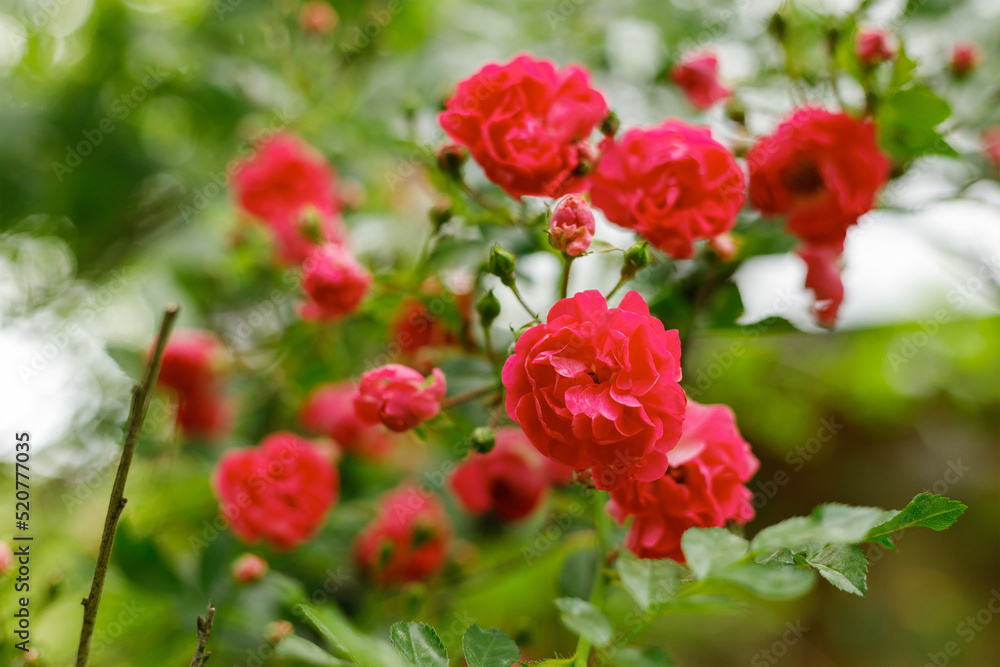 Blooming red rose bush, summer garden flowers.