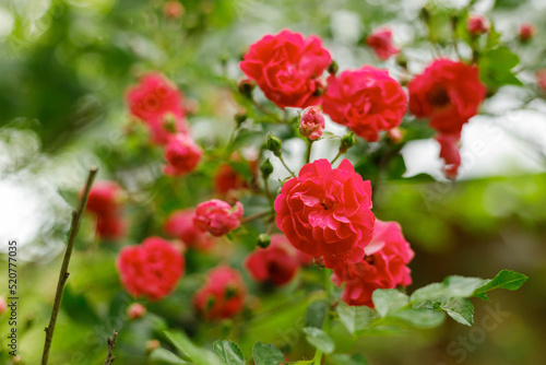 Blooming red rose bush, summer garden flowers.