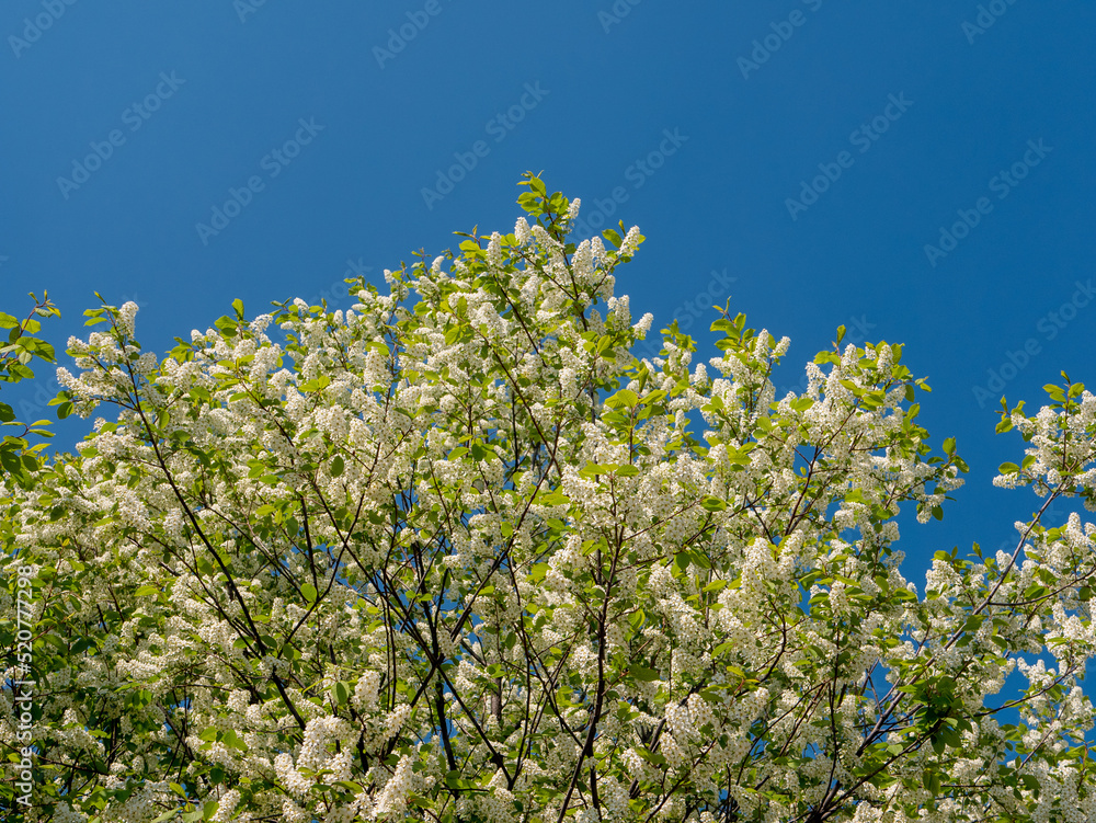 Beautiful bright flowering bird cherry tree with white flowers against a blue sky Beautiful bright flowering bird cherry tree with white flowers against a blue sky