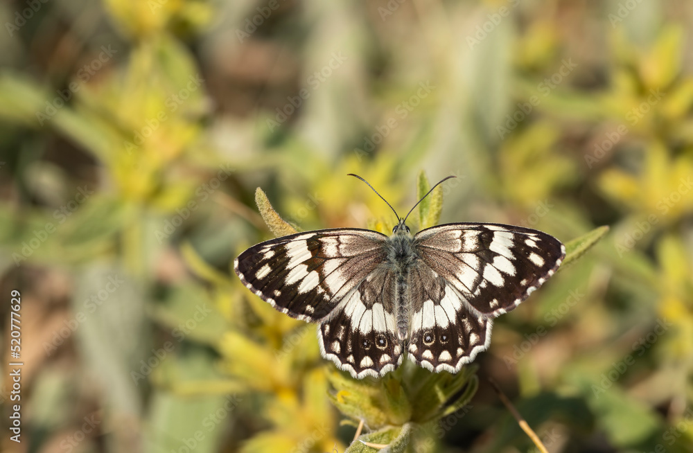 Anatolian Queen (Melanargia larissa) on plant Anatolian Queen (Melanargia larissa) on plant