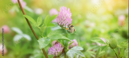 Close-up bumblebee collects nectar on a clover flower on the green background.Banner.Copy space.