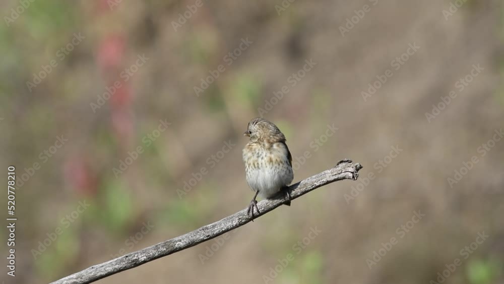 European goldfinch, Carduelis carduelis. A bird sits on a branch European goldfinch, Carduelis carduelis. A bird sits on a branch