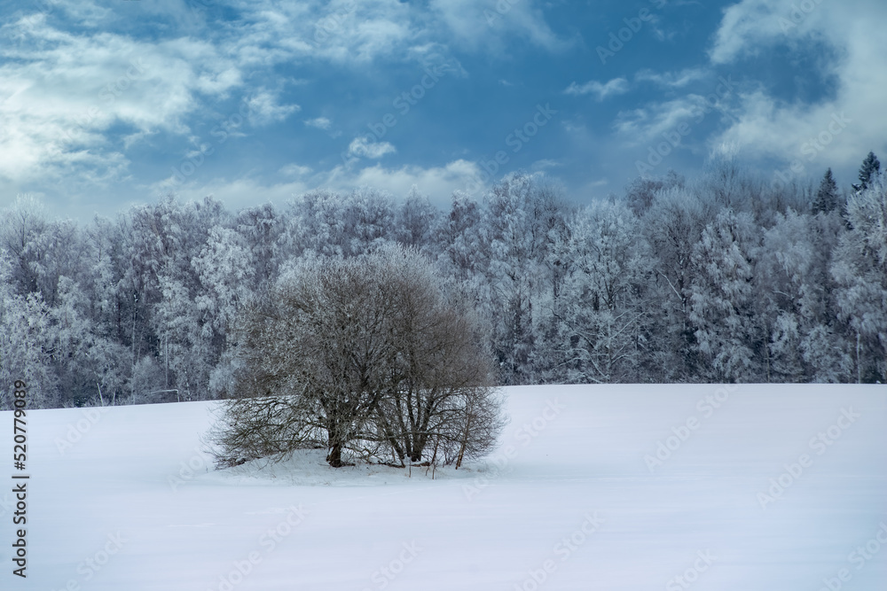 Beautiful winter landscape. Snowy forest. Bare tree. Beautiful winter landscape. Snowy forest. Bare tree.