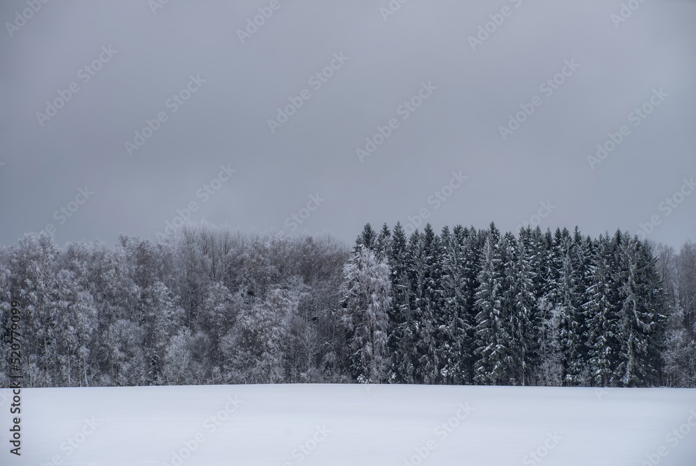 Beautiful winter landscape. Snowy forest. Grey sky.