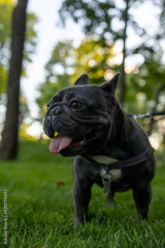 little black bulldog sticking out his tongue and panting in the park