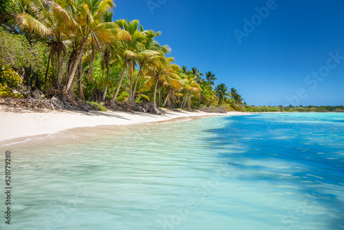 Tropical paradise: idyllic caribbean beach with palm trees, Punta Cana, Saona photo