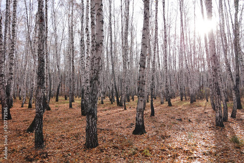 Birch forest
