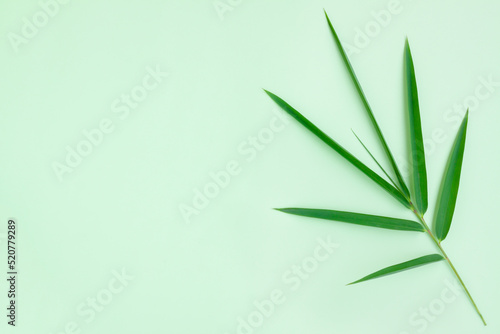 Green bamboo leaf isolated on green background