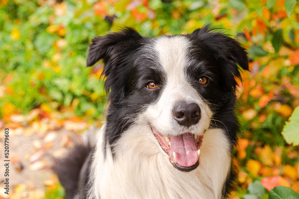 Funny smiling puppy dog border collie sitting on fall colorful foliage background in park outdoor. Dog on walking in autumn day. Hello Autumn cold weather concept Funny smiling puppy dog border collie sitting on fall colorful foliage background in park outdoor. Dog on walking in autumn day. Hello Autumn cold weather concept
