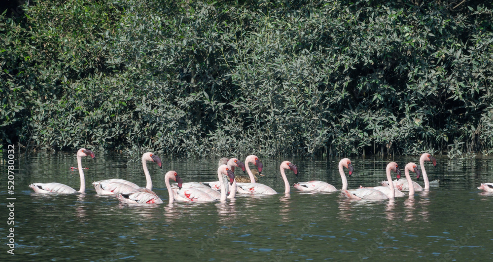Naklejka premium A flock of lesser flamingo (Phoeniconaias minor) seen swimming in the wetlands near Airoli in New Bombay in Maharashtra, India