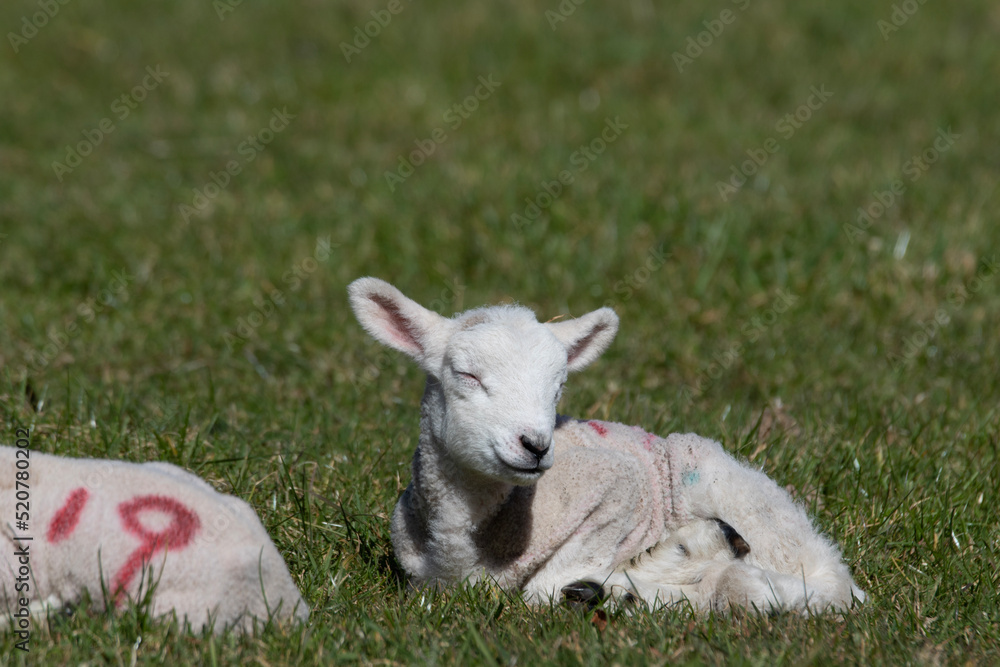lamb on the grass looking rather content