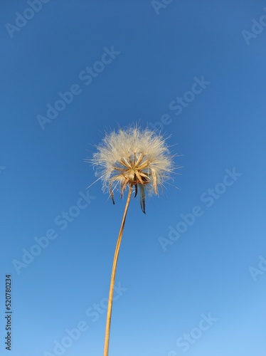 dandelion against blue sky