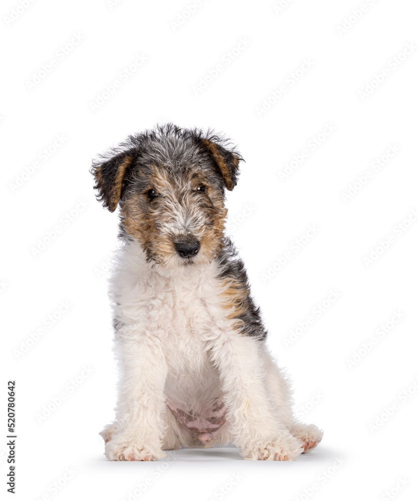 Sweet Fox Terrier dog pup, sitting facing front. Looking straight towards camera. Isolated on a white background.