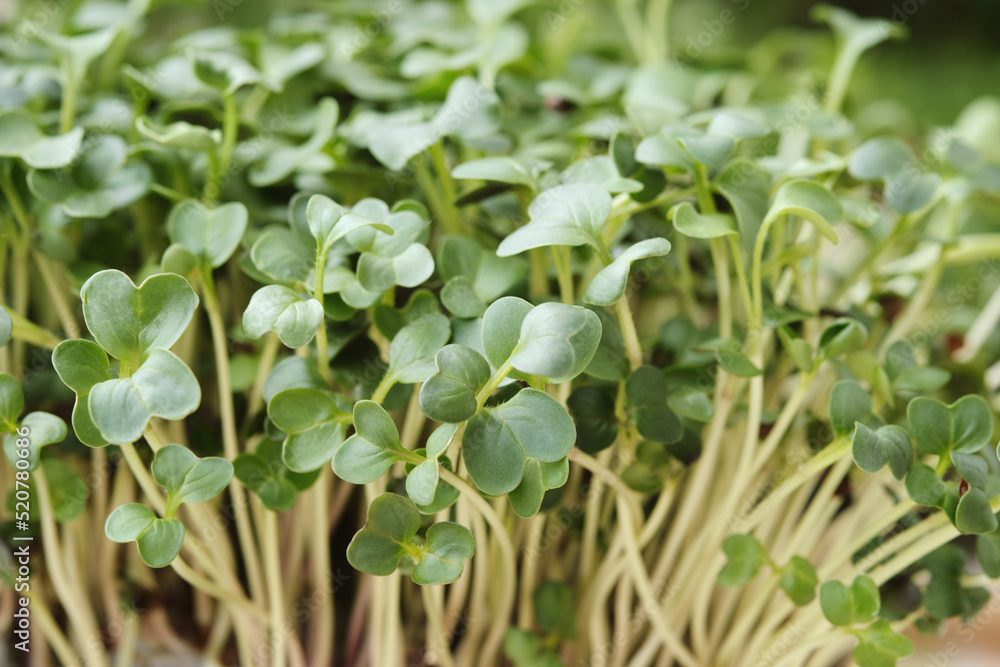 Close-up of microgreen broccoli. Concept of home gardening and growing greenery indoors Close-up of microgreen broccoli. Concept of home gardening and growing greenery indoors