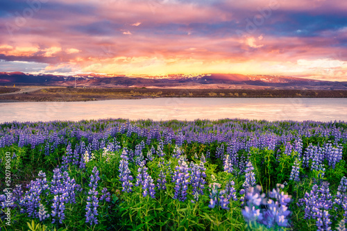 Sunset over purple Lupin wildflower blooming in field by the river on early summer in Iceland