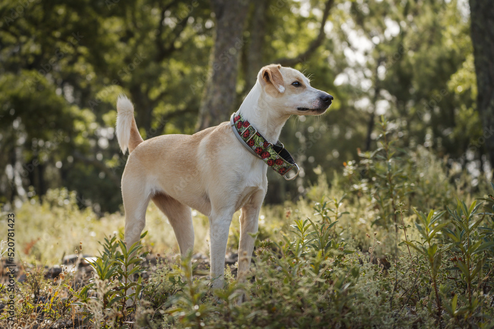 Beautiful female dog standing on the golden grass in the morning