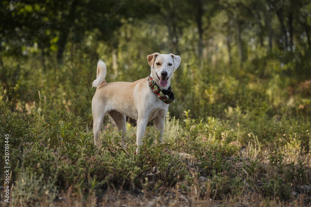 Happy female dog standing on the golden grass in the morning