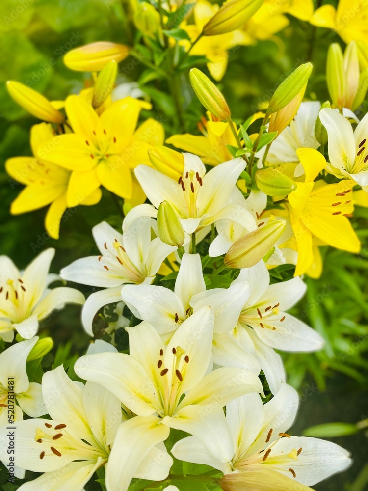 bouquet of yellow lilies