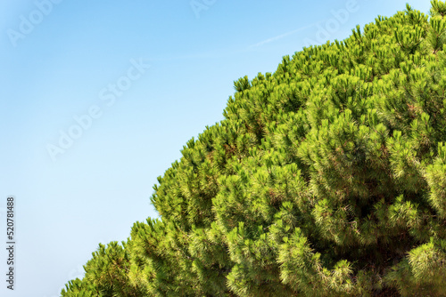 Extreme close-up of a green maritime pine on clear blue sky, coast of the mediterranean sea, Liguria, Italy, southern Europe. © Alberto Masnovo