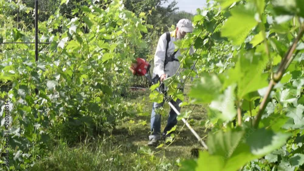 Gardener mows the grass on the garden path with a trimmer. The farmer takes care of the vineyard and garden paths, mows the grass Gardener mows the grass on the garden path with a trimmer. The farmer takes care of the vineyard and garden paths, mows the grass