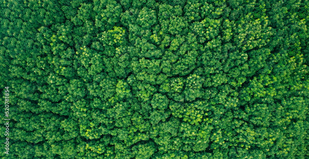 Aerial top view forest tree, Rainforest ecosystem and healthy environment concept and background, Texture of green tree forest view from above.	
 - obrazy, fototapety, plakaty 