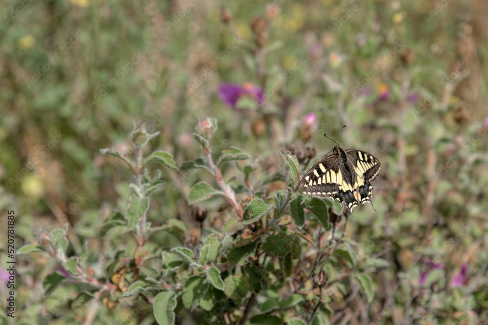 Swallowtail butterfly in Tuscany Swallowtail butterfly in Tuscany