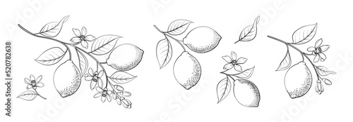 Set of differents lemones branch on white background.