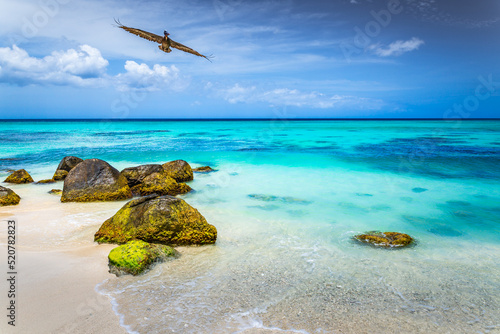 Fototapeta Naklejka Na Ścianę i Meble -  Pelican flying over idyllic caribbean beach in Aruba, Dutch Antilles