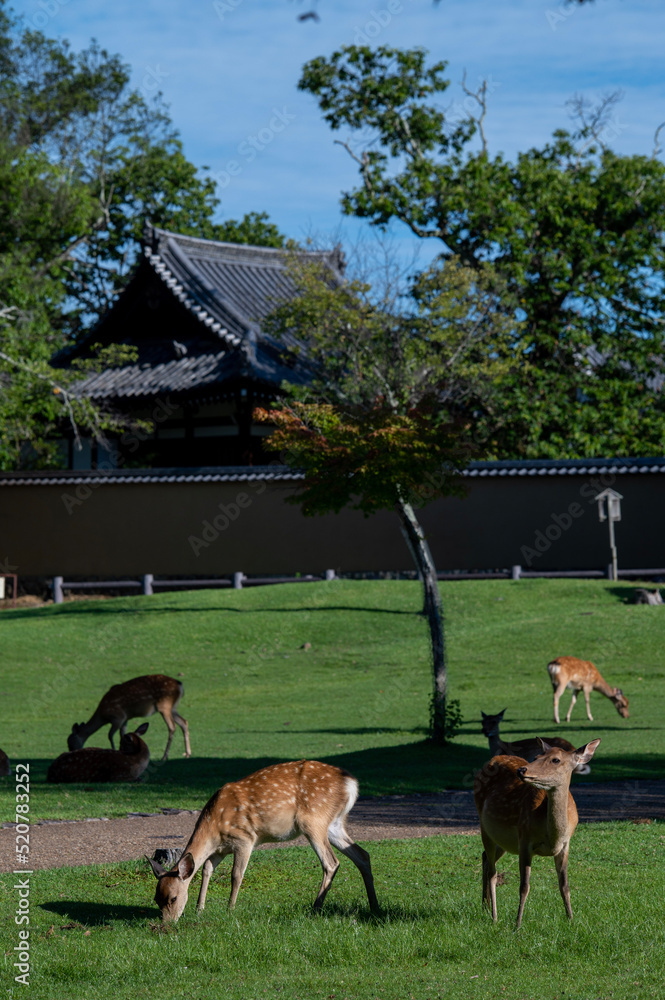 Naklejka premium 奈良公園の鹿
