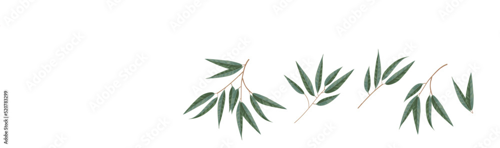 Obraz premium Set of differents eucalyptus leaves on white background.