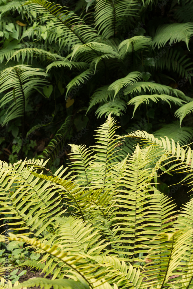 fern leaves fern leaves