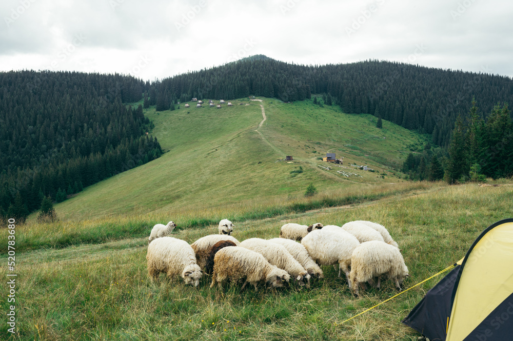 Sheep on a pasture near a campsite with tents in the mountains against the background of a beautiful landscape.