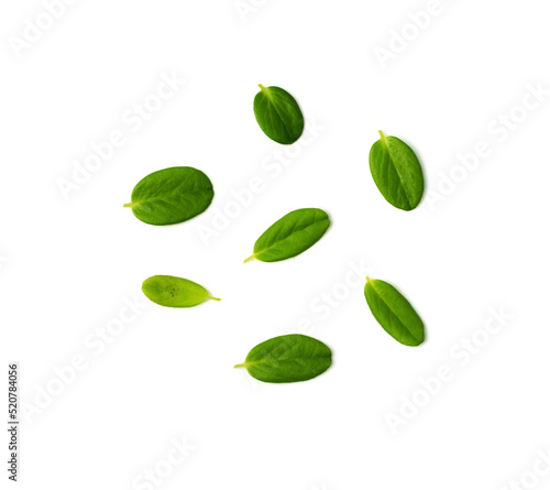 Fresh Cowberry Leaves