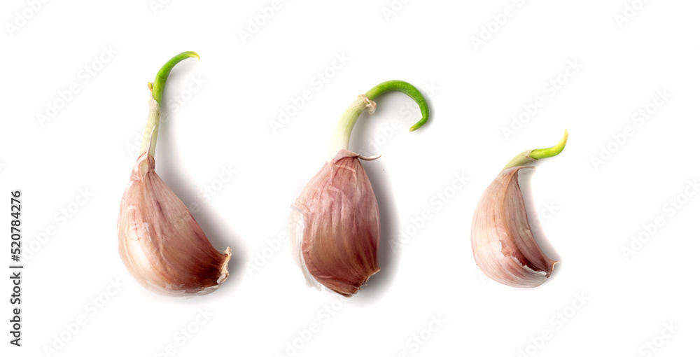 Whole Garlic Clove Isolated on White Background Top View Whole Garlic Clove Isolated on White Background Top View