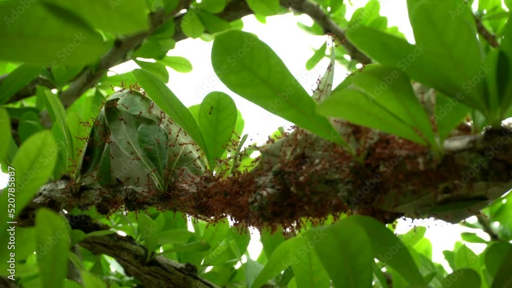 Fire ant nest building on forest tree branch insect life Fire ant nest building on forest tree branch insect life