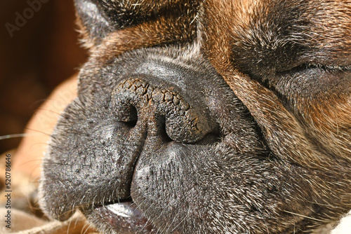 Foto Dry brachycephalic dog nose with narrow nostrils of a French Bulldog