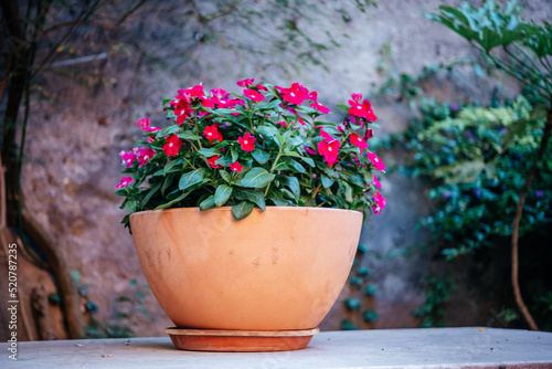 Fuchsia pink four o'clock flower or Mirabilis jalapa in the garden